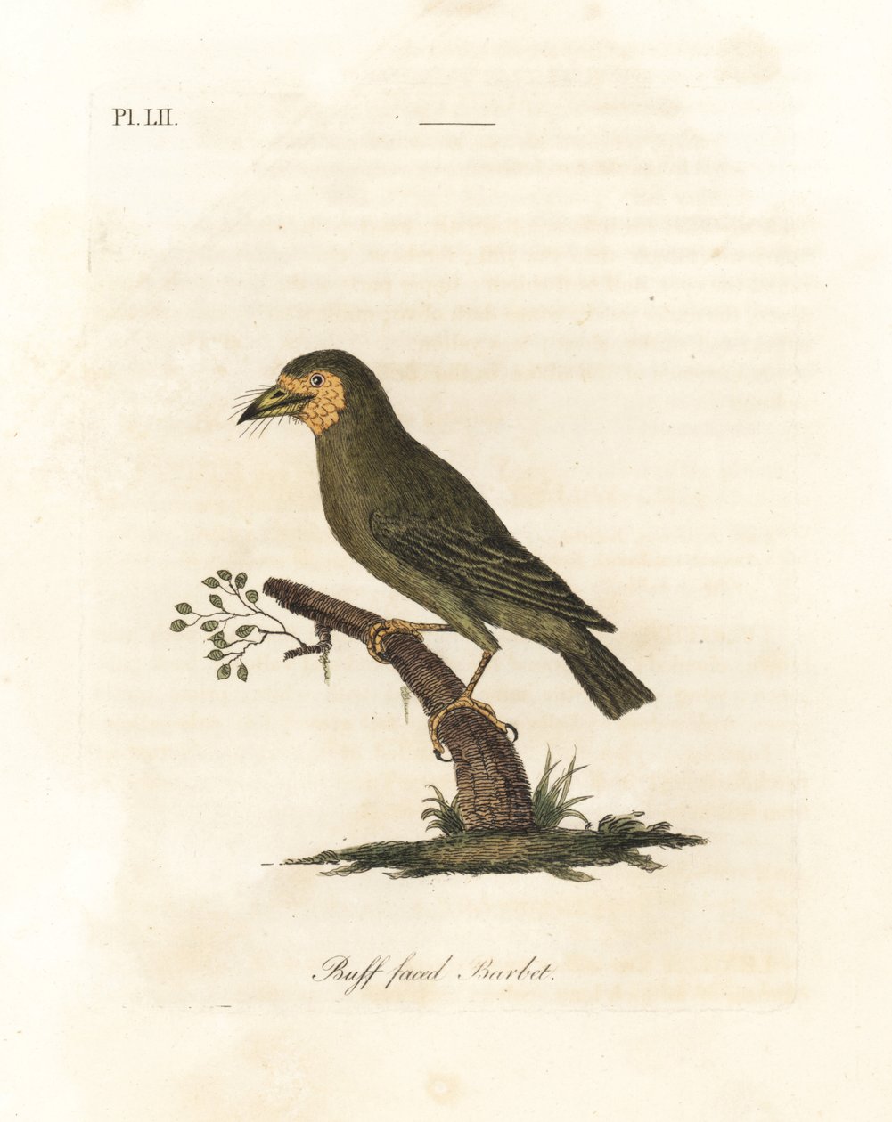 Barbet dalla testa marrone, Megalaima zeylanica. Incisione colorata a mano disegnata e incisa da John Latham dal suo A General History of Birds, Winchester da John Latham