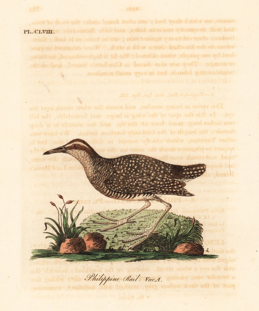 Rallo fasciato, Gallirallus philippensis. Incisione colorata a mano tratta da A General History of Birds di John Latham, Winchester da John Latham