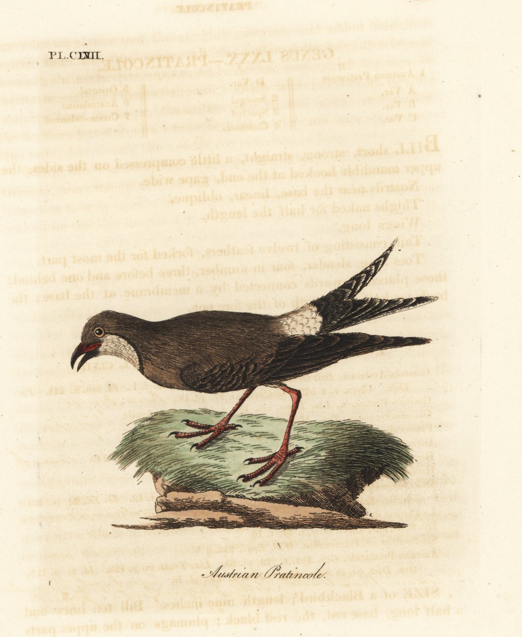 Pernice di collare, Glareola pratincola. Incisione colorata a mano disegnata e incisa da John Latham dal suo A General History of Birds, Winchester da John Latham