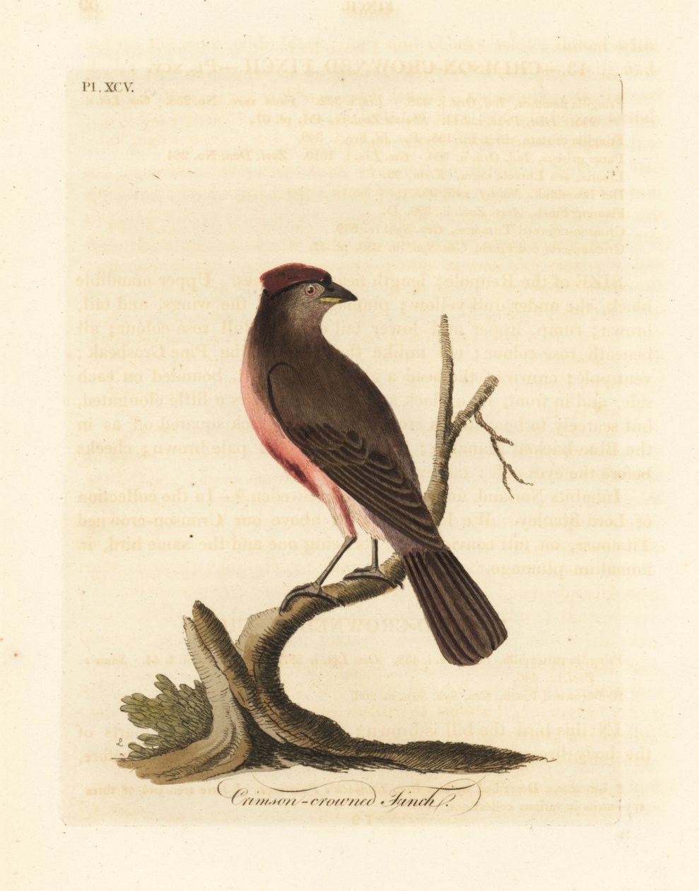 Organetto comune, Carduelis flammea (Fringuello dalla corona cremisi, Fringilla flammea). Rame inciso e colorato a mano disegnato e inciso da John Latham dal suo A General History of Birds, Winchester da John Latham