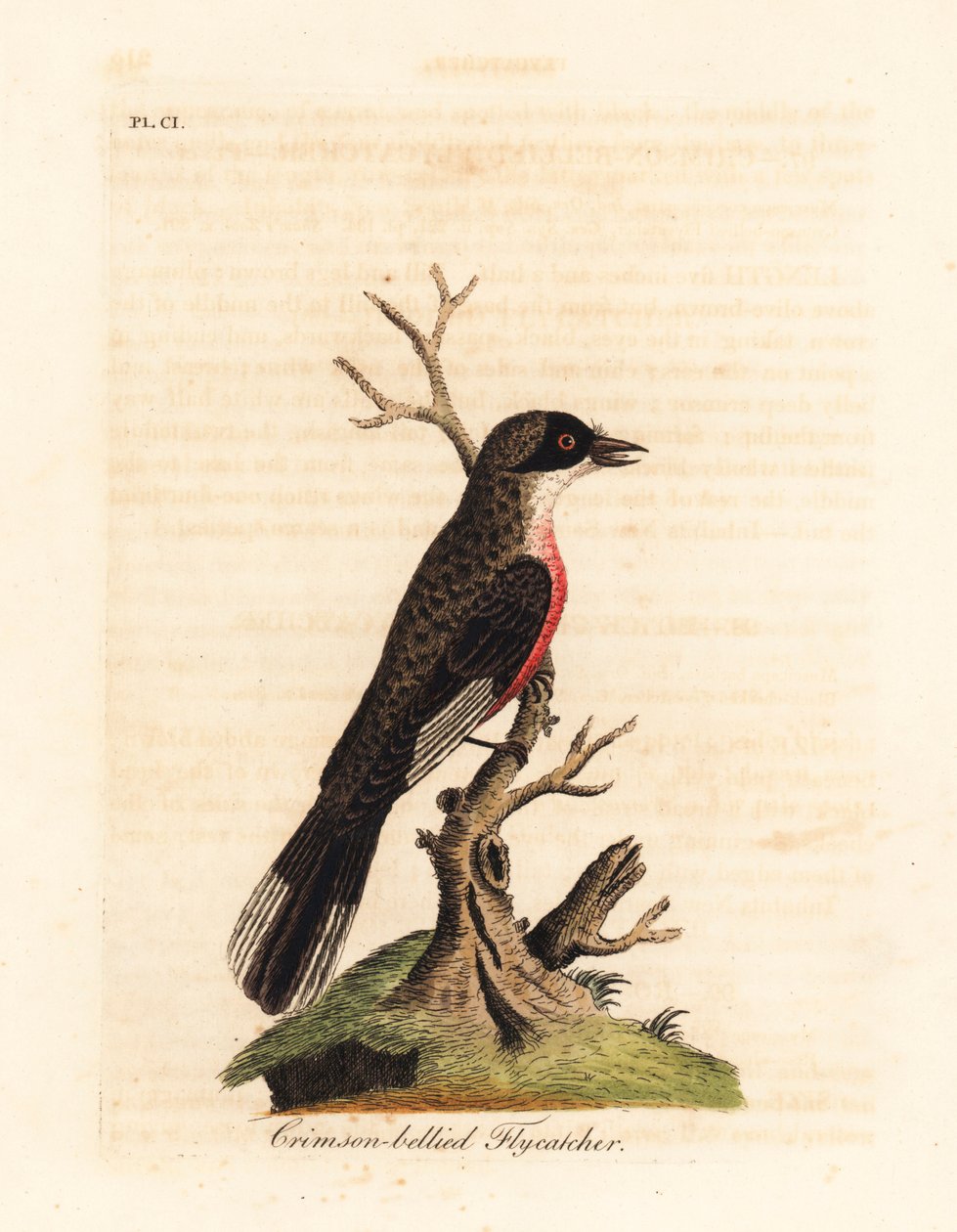 Pigliamosche dal ventre cremisi, Muscicapa coccinigastra. Specie di uccello sconosciuta copiata da un