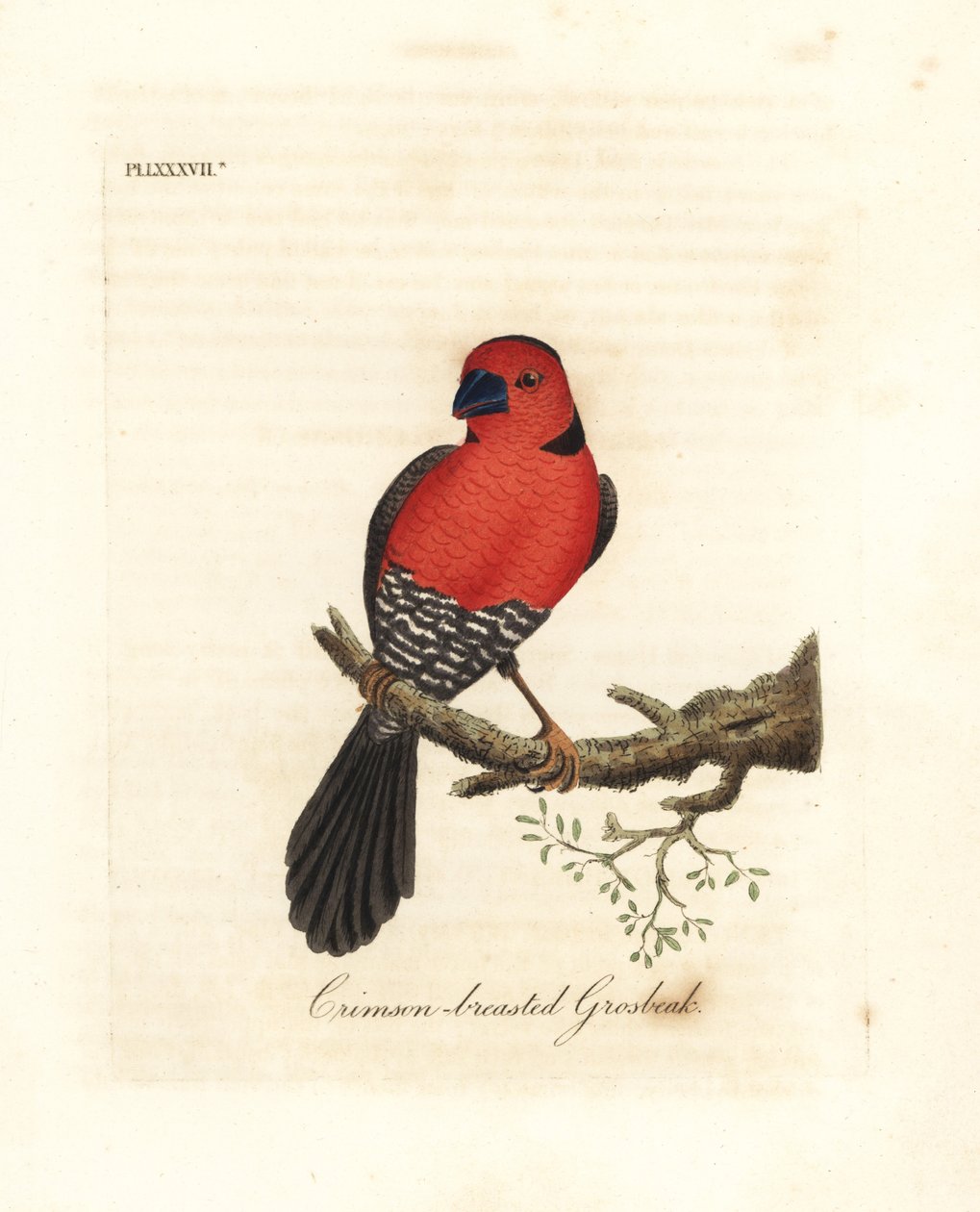 Grosbeak dal petto cremisi. Specie sconosciuta o forse estinta di grosbeak nativa dell