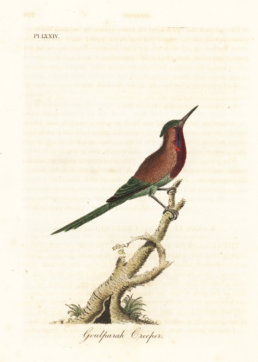 Nettarinia cremisi, Aethopyga siparaja seheriae (Rampicante di Goulpourah). Rame inciso e colorato a mano disegnato e inciso da John Latham dal suo A General History of Birds, Winchester da John Latham