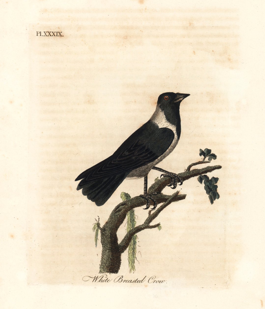 Taccola dauriana, Corvus dauuricus. Incisione colorata a mano disegnata e incisa da John Latham dal suo A General History of Birds, Winchester da John Latham