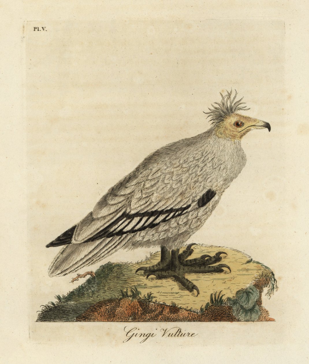 Avvoltoio egiziano, Neophron percnopterus ginginianus. 1824 (incisione) da John Latham