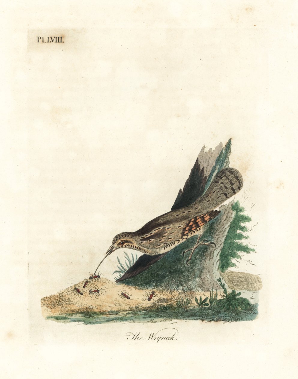Torquola eurasiatica, Jynx torquilla. Incisione colorata a mano disegnata e incisa da John Latham dal suo A General History of Birds, Winchester da John Latham