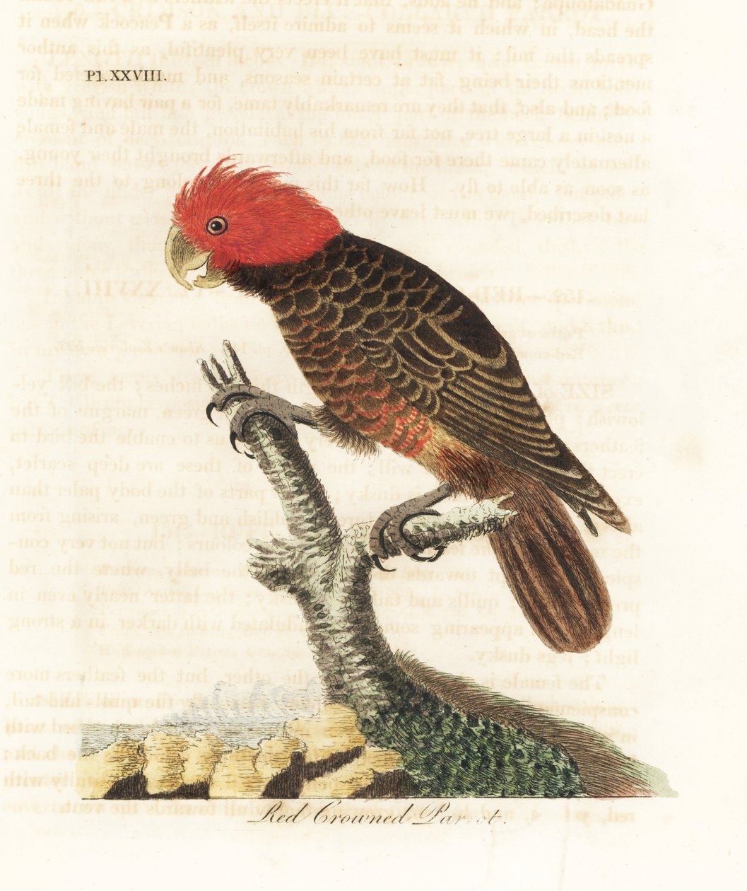Cacatua gang-gang, Callocephalon fimbriatum. Incisione colorata a mano disegnata e incisa da John Latham dal suo A General History of Birds, Winchester da John Latham