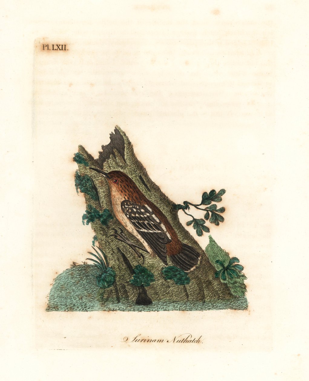 Mirmoterula della Guiana, Myrmotherula surinamensis. Vulnerabile. Incisione colorata a mano disegnata e incisa da John Latham dal suo A General History of Birds, Winchester da John Latham