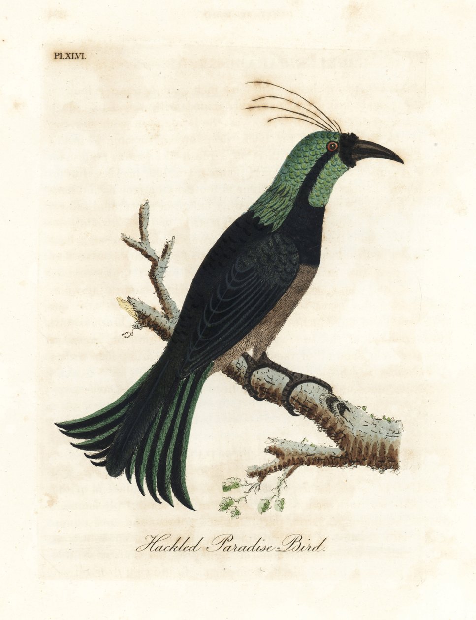 Uccello del paradiso con collare, forse una specie ibrida o estinta. Disegnato da un esemplare nella collezione del Generale Davies. Incisione colorata a mano disegnata e incisa da John Latham dal suo A General History of Birds, Winchester da John Latham
