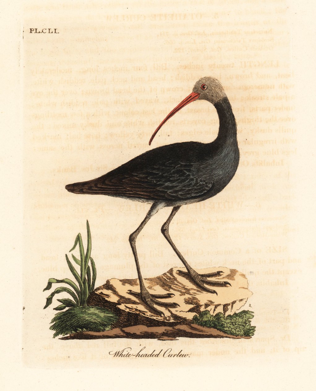 Ibis hadada, Bostrychia hagedash. Incisione colorata a mano disegnata e incisa da John Latham dal suo A General History of Birds, Winchester da John Latham