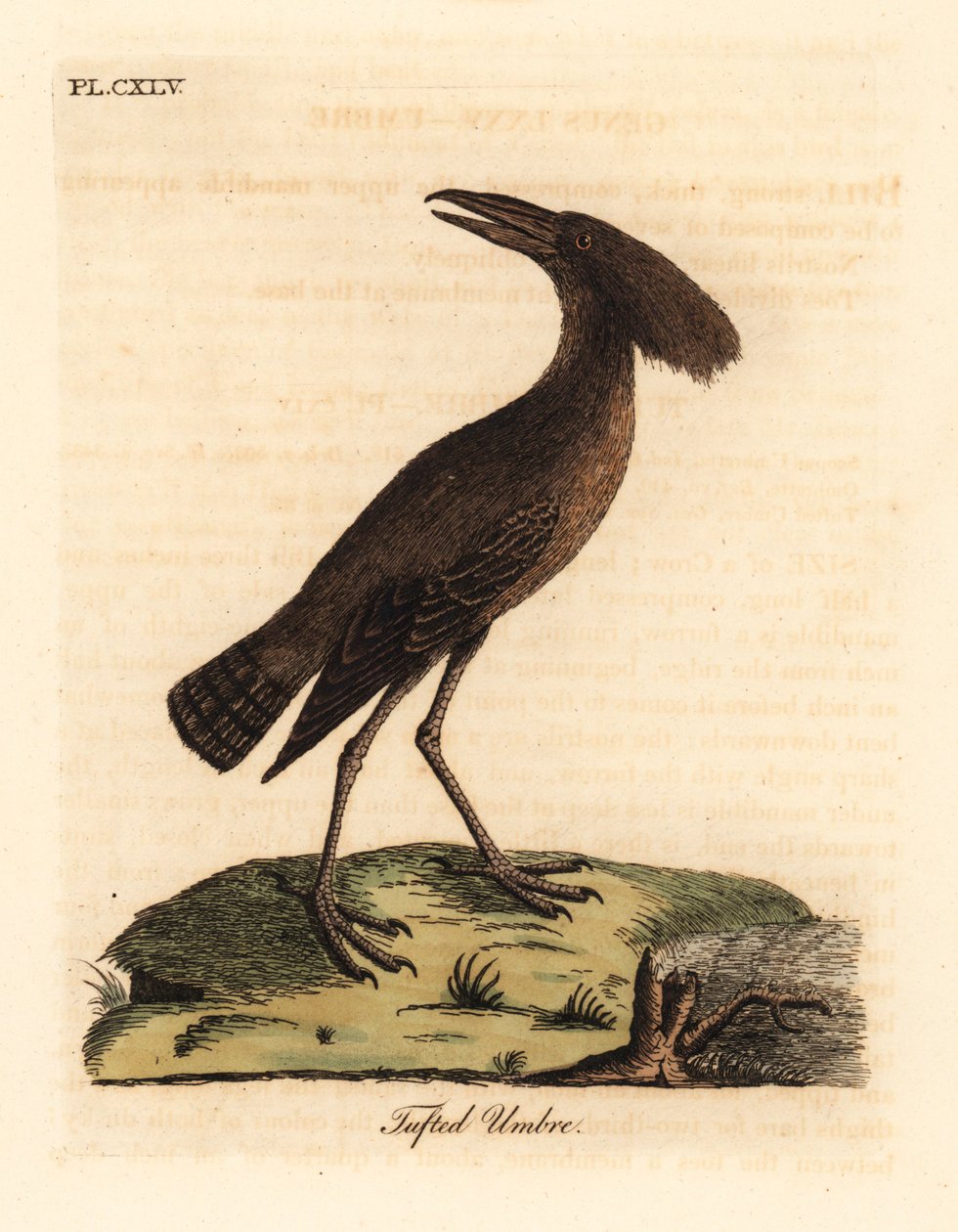 Hamerkop, Scopus umbretta. Incisione colorata a mano disegnata e incisa da John Latham dal suo A General History of Birds, Winchester da John Latham