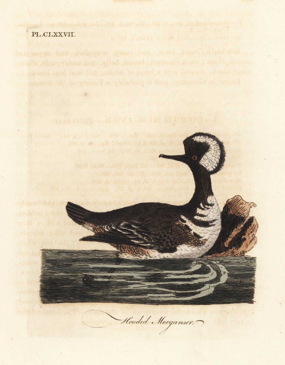 Smergo cappuccio, Lophodytes cucullatus. Incisione colorata a mano tratta da A General History of Birds di John Latham, Winchester da John Latham