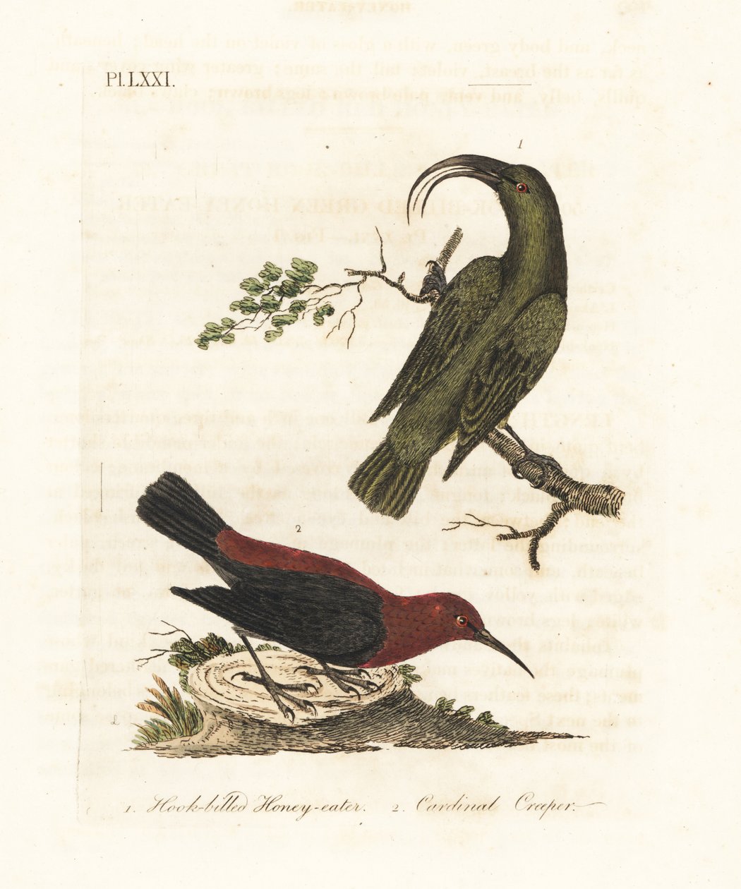 Akialoa minore, Hemignathus obscurus (estinto) e myzomela cardinale, Myzomela cardinalis. (Mangiatori di miele verdi dal becco adunco, Certhia obscura, nativi delle Hawaii, e mangiatori di miele cardinali, Certhia cardinalis, nativi di Tanna, Vanuatu.) Inc da John Latham
