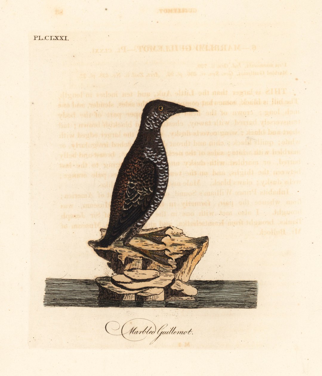Murrelet marmorizzato, Brachyramphus marmoratus. Incisione colorata a mano tratta da A General History of Birds di John Latham, Winchester da John Latham