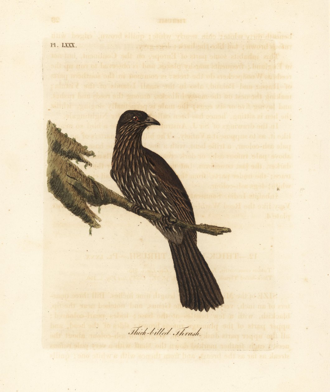 Piopio dell