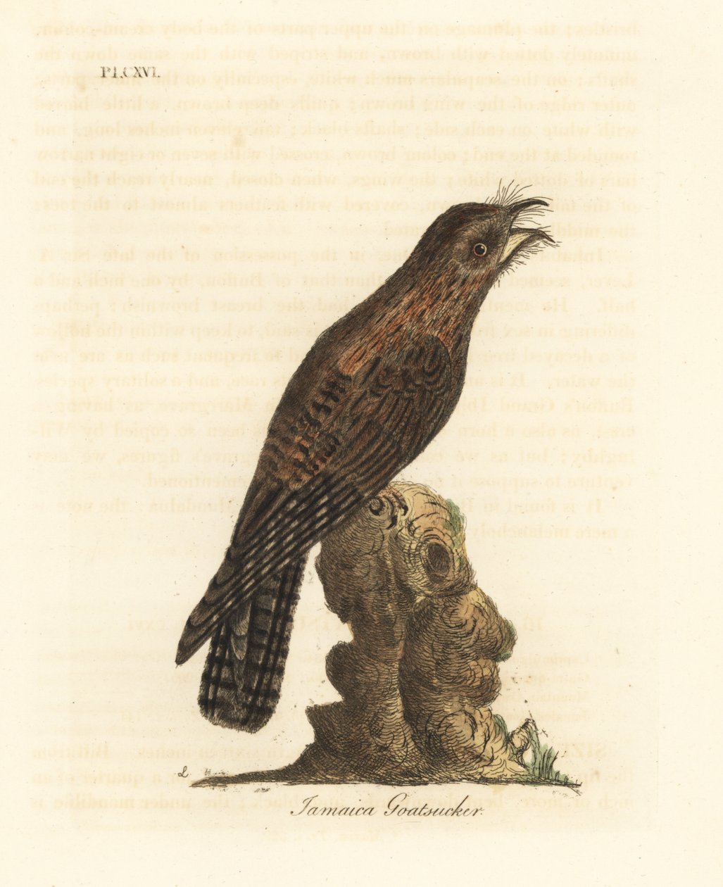Potoo settentrionale, Nyctibius jamaicensis. Incisione colorata a mano disegnata e incisa da John Latham dal suo A General History of Birds, Winchester da John Latham