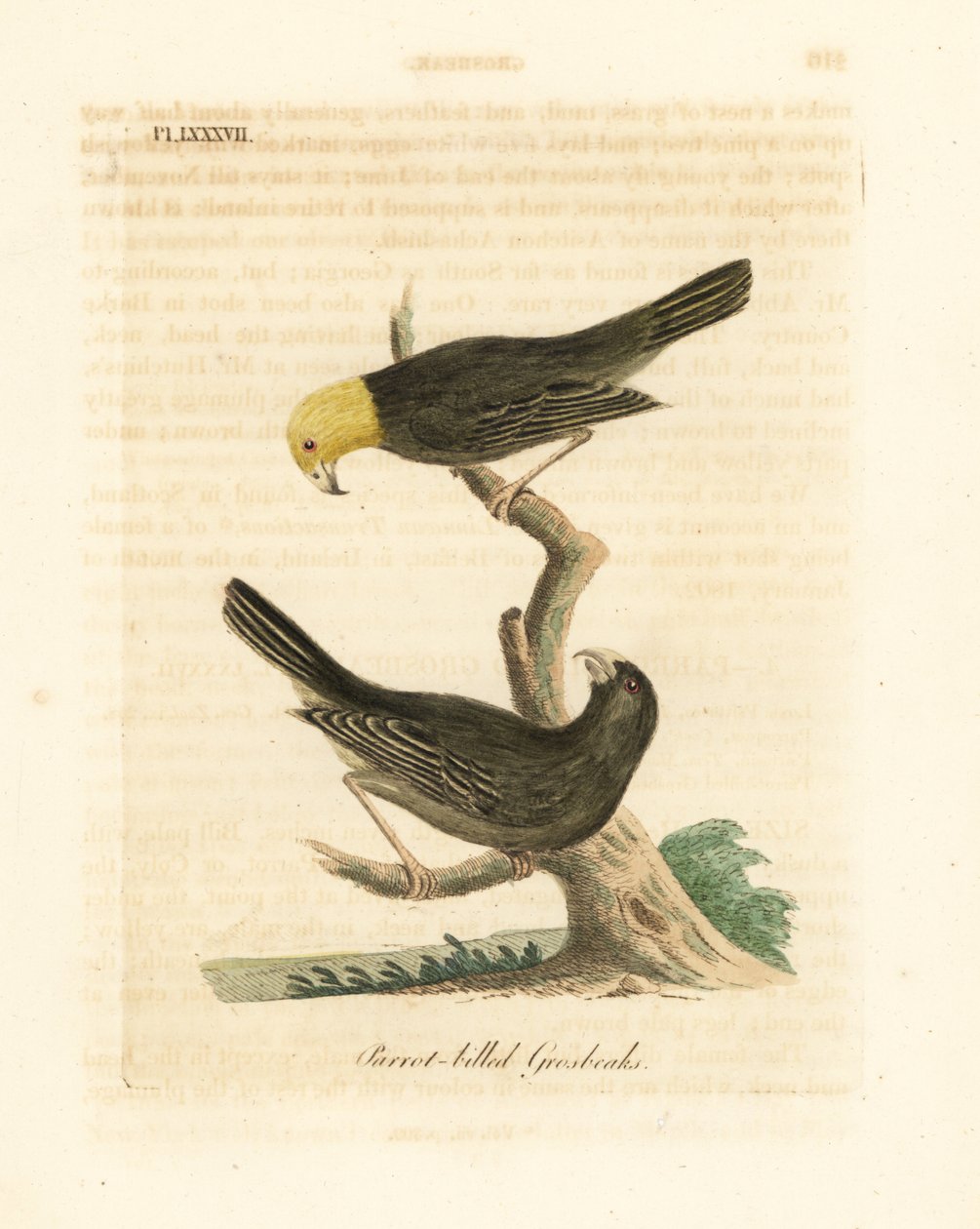 Or, Psittirostra psittacea, maschio (in alto) e femmina. Criticamente in pericolo, forse estinta. (Grosbeak dal becco di pappagallo, Loxia psittacea). Incisione a mano colorata disegnata e incisa da John Latham dal suo A General History of Birds, Wincheste da John Latham