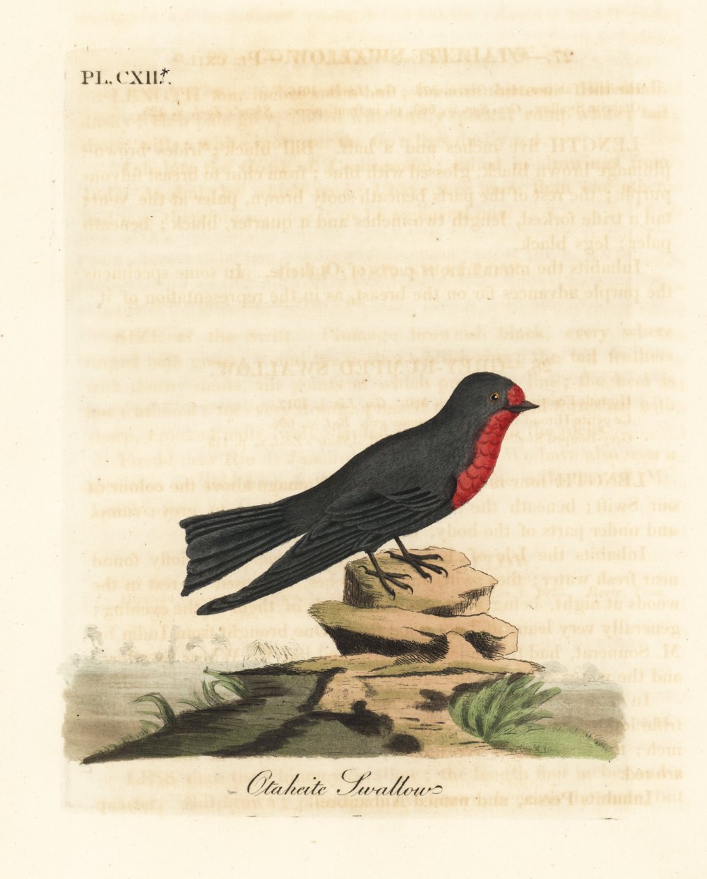 Rondine del Pacifico, Hirundo tahitica (Rondine di Otaheite, Hirundo tahitiae). Incisione colorata a mano disegnata e incisa da John Latham dal suo A General History of Birds, Winchester da John Latham