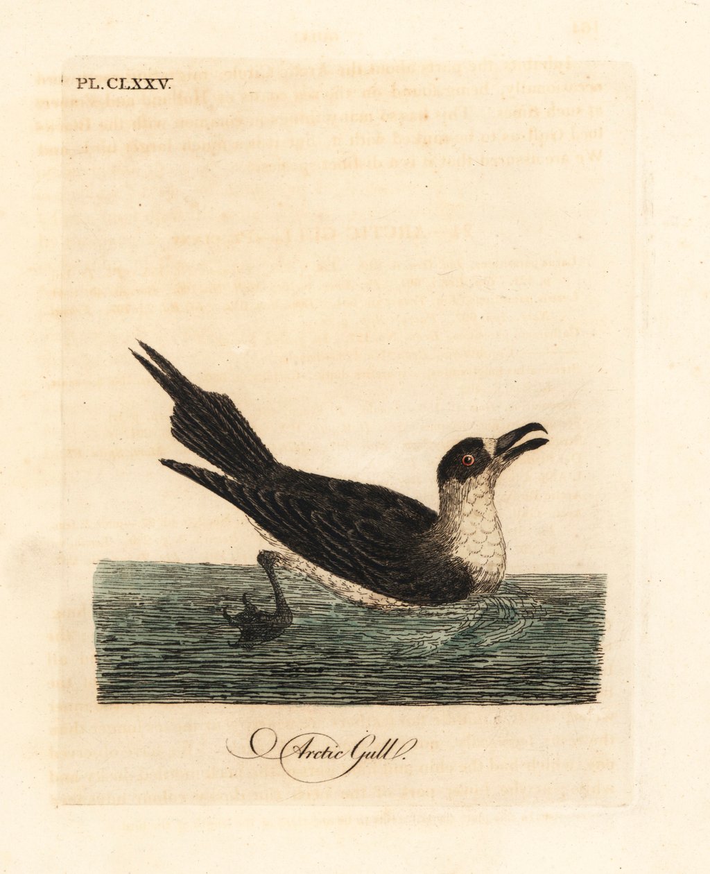 Stercorario parassita, Stercorarius parasiticus. Incisione colorata a mano disegnata e incisa da John Latham dal suo A General History of Birds, Winchester da John Latham