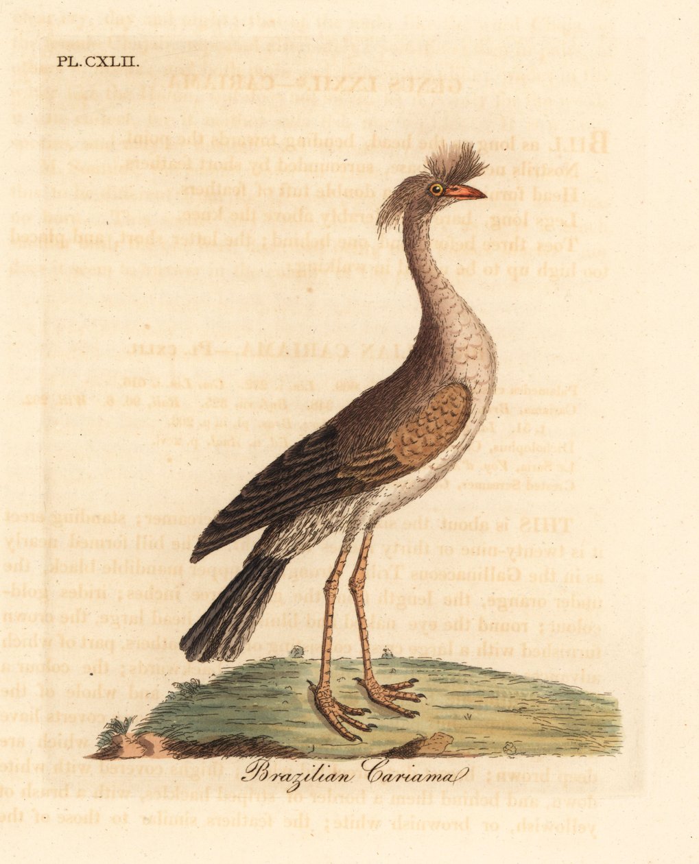 Seriema dalle zampe rosse, Cariama cristata. Incisione colorata a mano disegnata e incisa da John Latham dal suo A General History of Birds, Winchester da John Latham