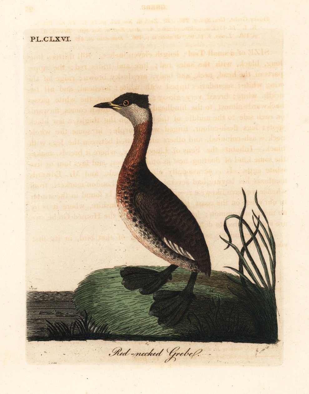 Svasso dal collo rosso, Podiceps grisegena (Podiceps rubricollis). Rame inciso e colorato a mano disegnato e inciso da John Latham dal suo A General History of Birds, Winchester da John Latham
