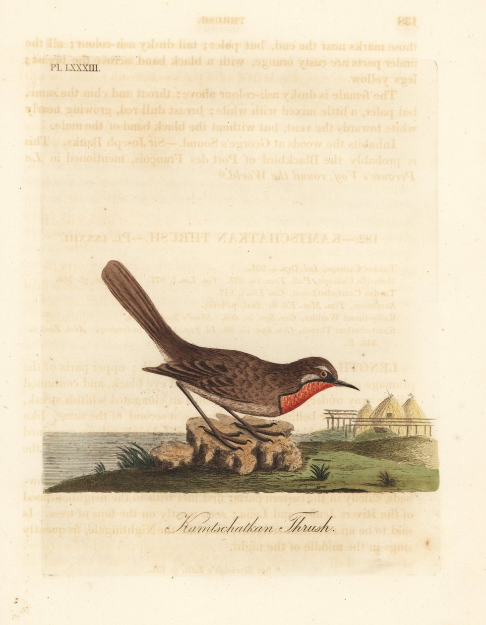 Usignolo siberiano, Luscinia calliope (Tordo della Kamchatka, Turdus calliope). Incisione a mano colorata disegnata e incisa da John Latham dal suo A General History of Birds, Winchester da John Latham