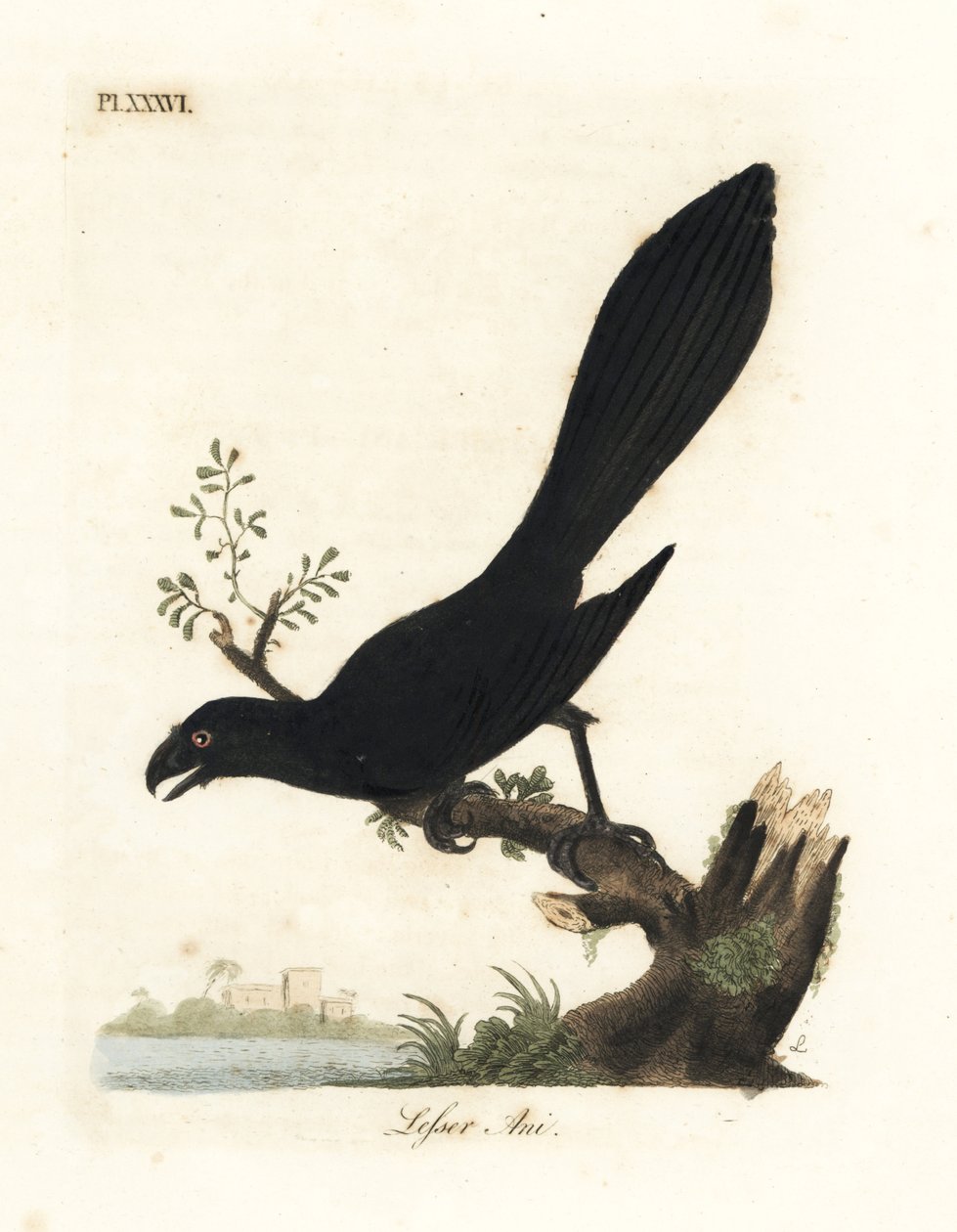 Ani dal becco liscio o ani minore, Crotophaga ani. Incisione colorata a mano disegnata e incisa da John Latham dal suo A General History of Birds, Winchester da John Latham