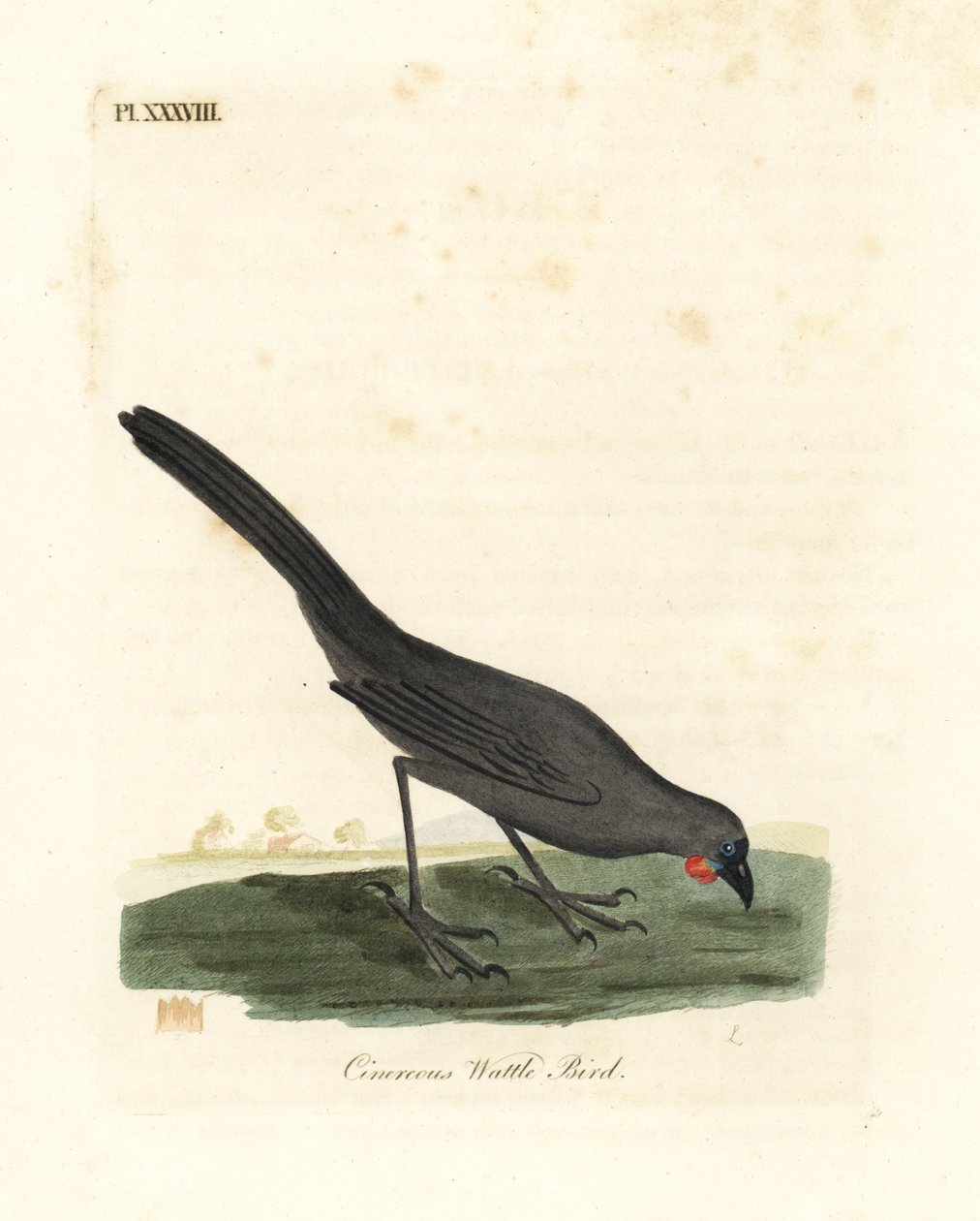 Kokako dell