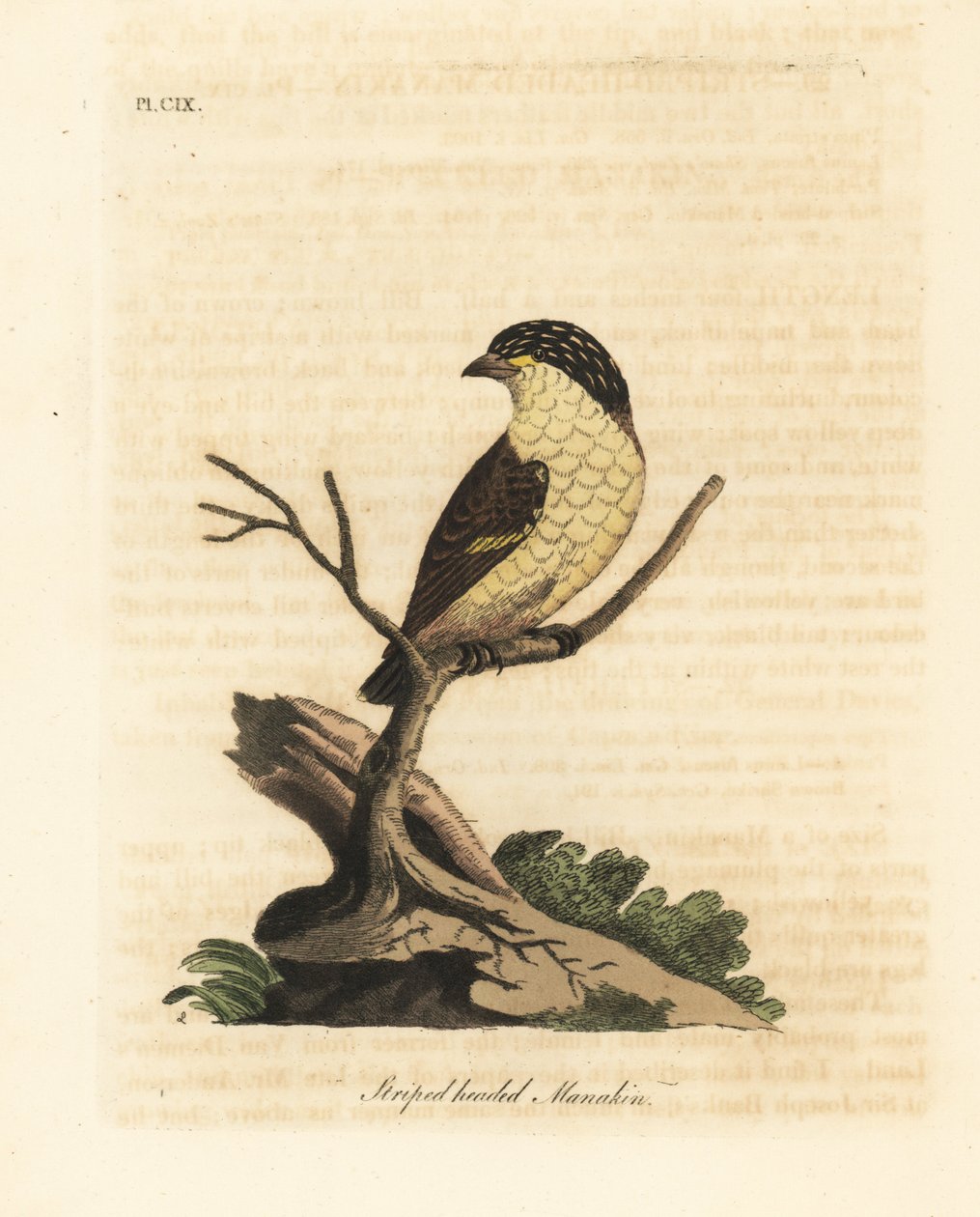 Pardalote striato, Pardalotus striatus. Incisione colorata a mano tratta da A General History of Birds di John Latham, Winchester da John Latham
