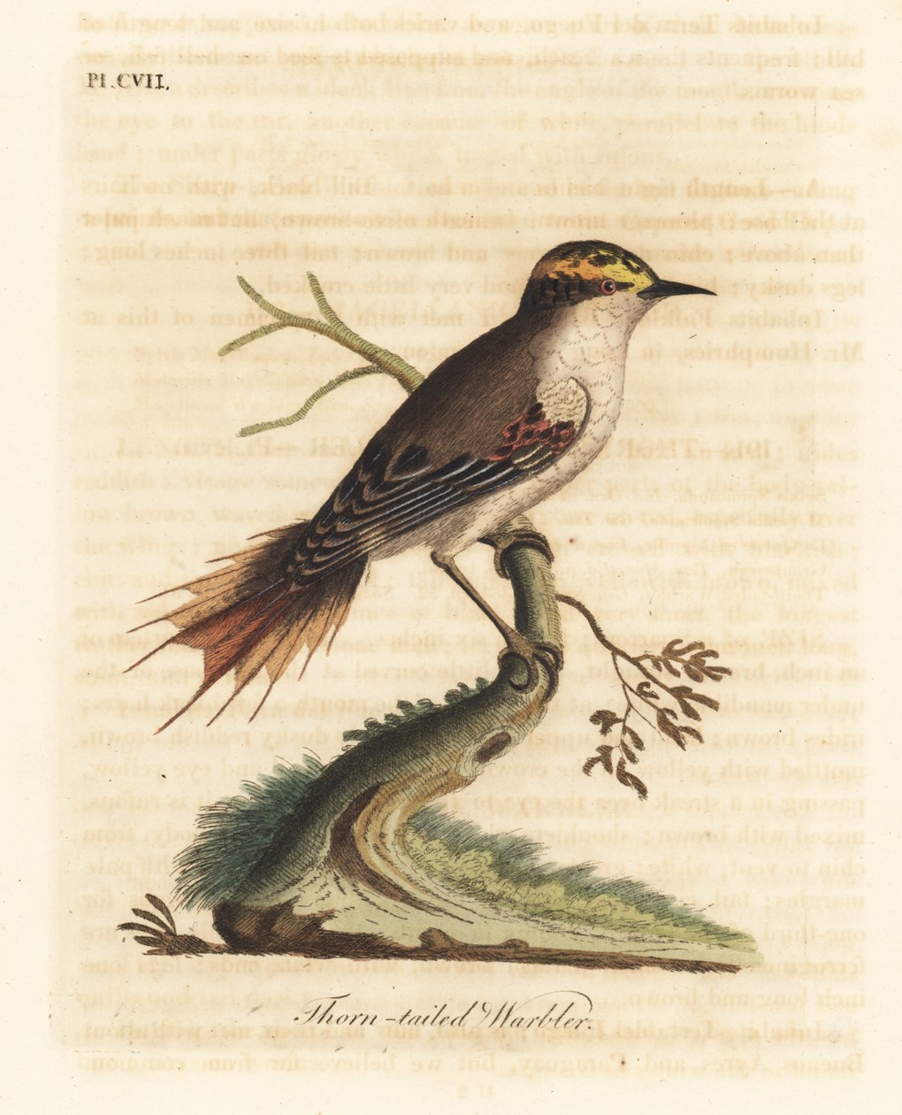 Rayadito dalla coda spinosa, Aphrastura spinicauda. Incisione colorata a mano disegnata e incisa da John Latham dal suo A General History of Birds, Winchester da John Latham