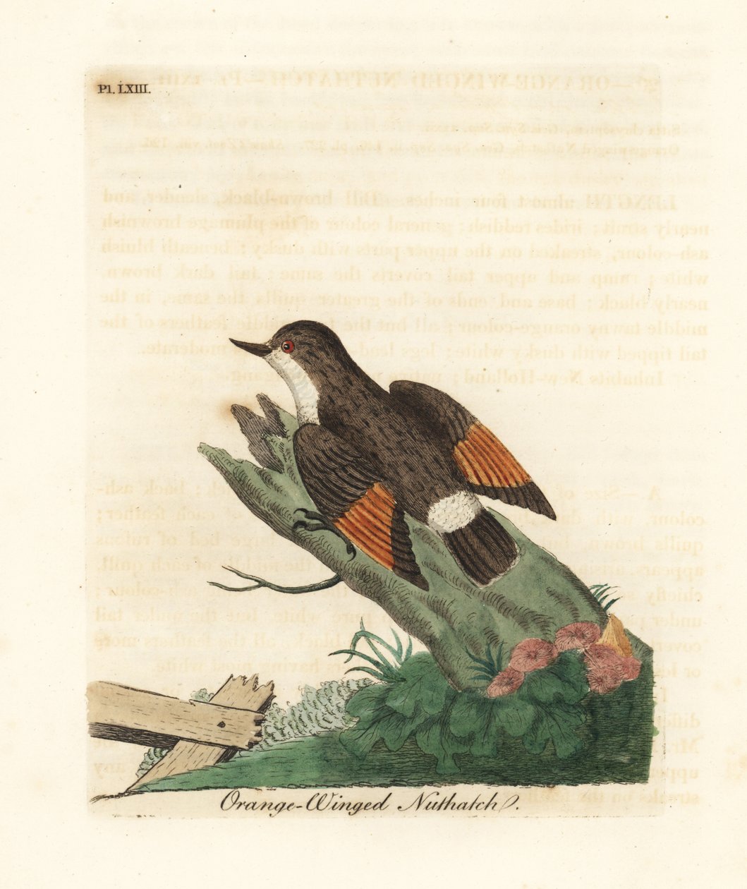 Sittella variata, Daphoenositta chrysoptera (Picchio dalle ali arancioni, Sitta chrysoptera). Rame inciso e colorato a mano disegnato e inciso da John Latham dal suo A General History of Birds, Winchester da John Latham