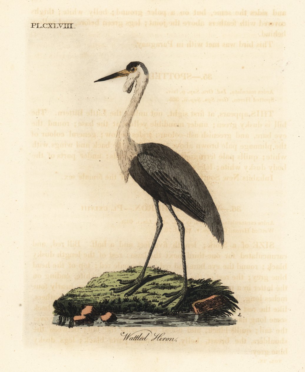 Gru caruncolata, Bugeranus carunculatus. Vulnerabile. (Airone caruncolato, Ardea carunculata.) Incisione colorata a mano disegnata e incisa da John Latham dal suo A General History of Birds, Winchester da John Latham