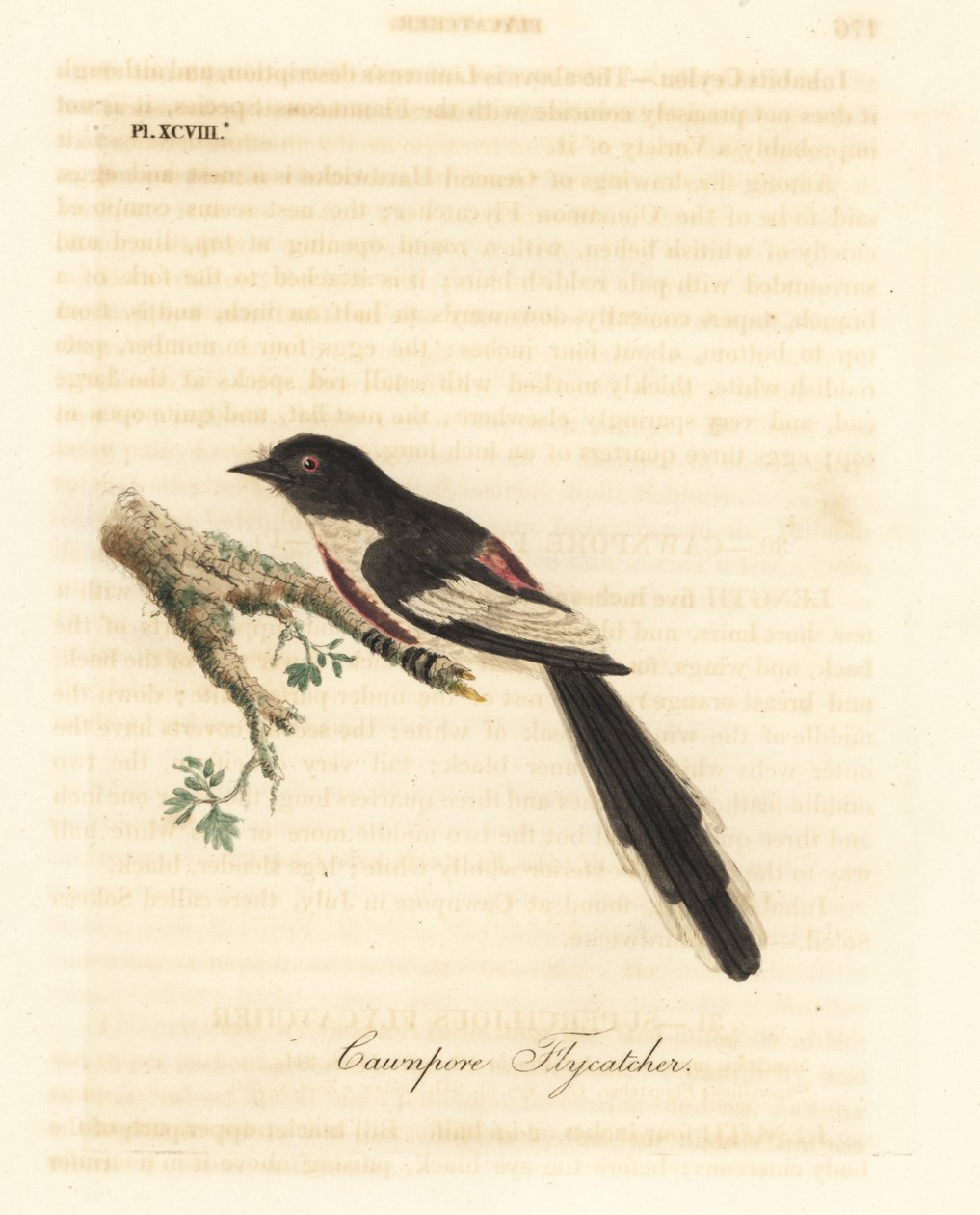 Minivet dal ventre bianco, Pericrocotus erythropygius (Cawnpore flycatcher). India. Incisione a mano colorata disegnata e incisa da John Latham dal suo libro A General History of Birds, Winchester da John Latham