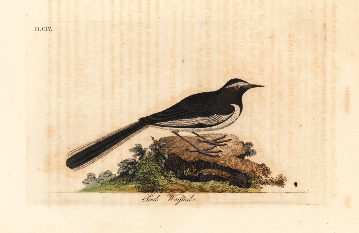 Ballerina sopracciglio bianco, Motacilla maderaspatensis. Incisione colorata a mano tratta da A General History of Birds di John Latham, Winchester da John Latham