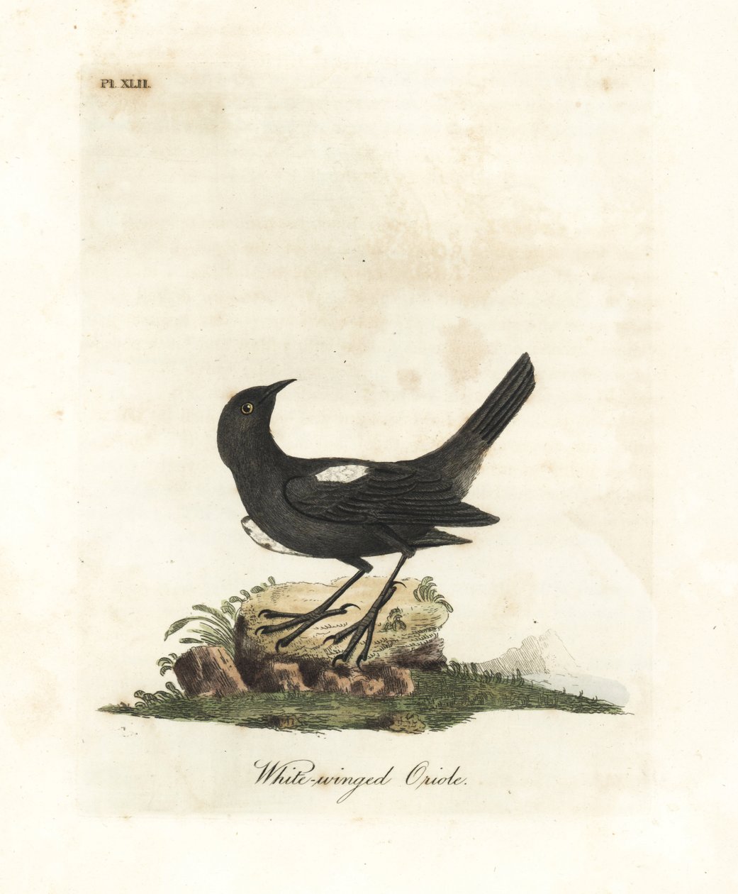 Tanager dalle spalle bianche, Tachyphonus luctuosus (Oriolo dalle ali bianche, Oriolus leucopterus). Incisione colorata a mano disegnata e incisa da John Latham dal suo A General History of Birds, Winchester da John Latham