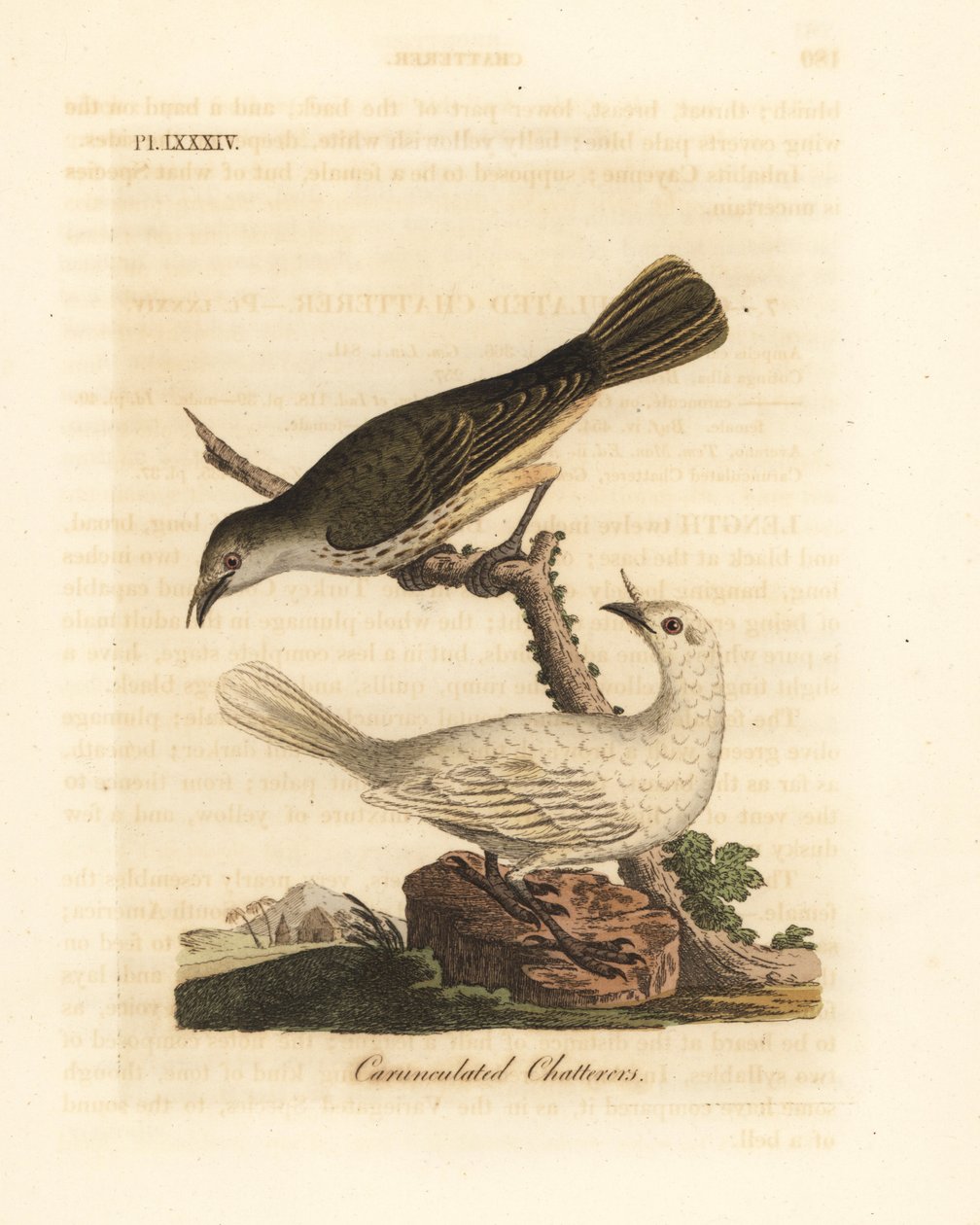 Campanaro bianco, Procnias albus, maschio e femmina (Carunculated chatterer, Ampelis carunculata). Incisione a mano colorata disegnata e incisa da John Latham dal suo libro A General History of Birds, Winchester da John Latham