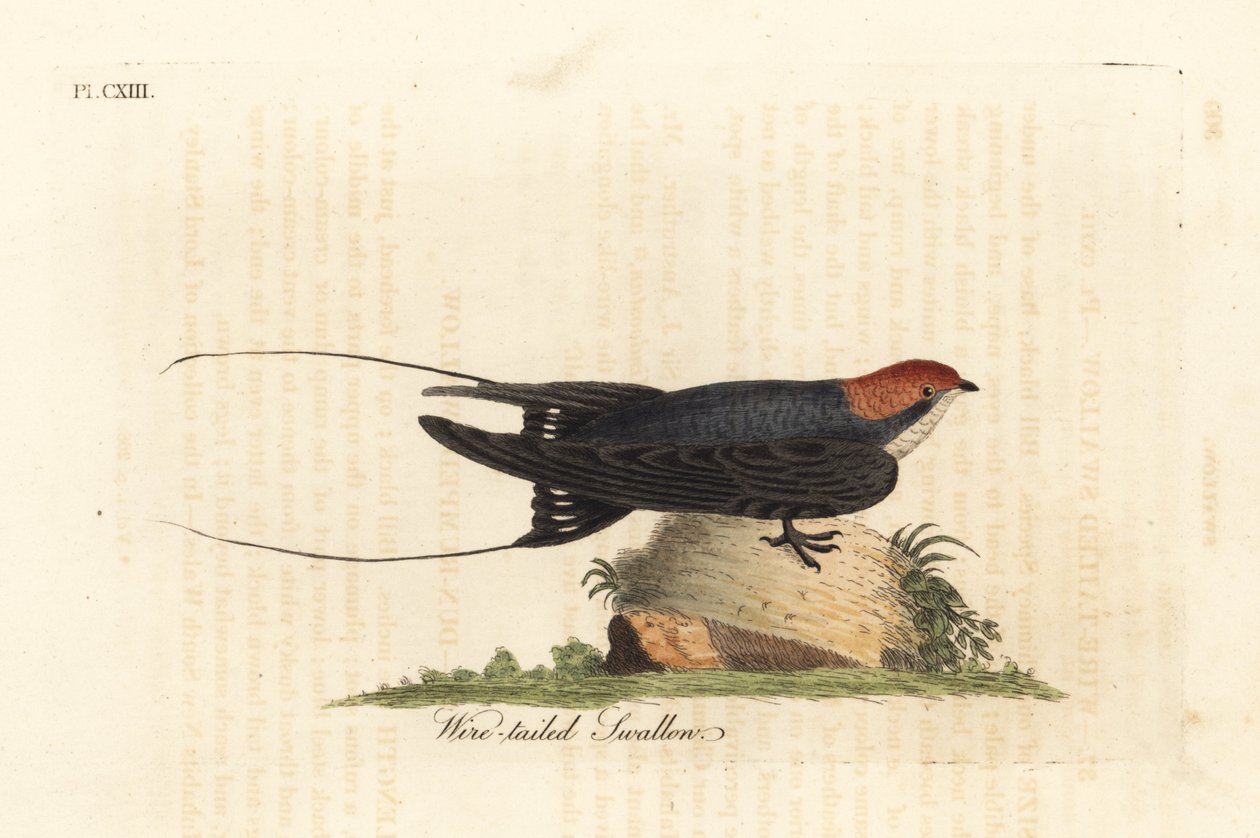 Rondine codafilo, Hirundo smithii. Incisione colorata a mano disegnata e incisa da John Latham dal suo A General History of Birds, Winchester da John Latham