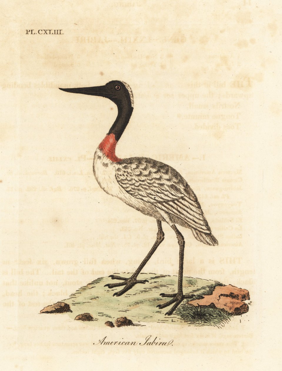 Cicogna americana, Mycteria americana. Incisione colorata a mano disegnata e incisa da John Latham dal suo A General History of Birds, Winchester da John Latham