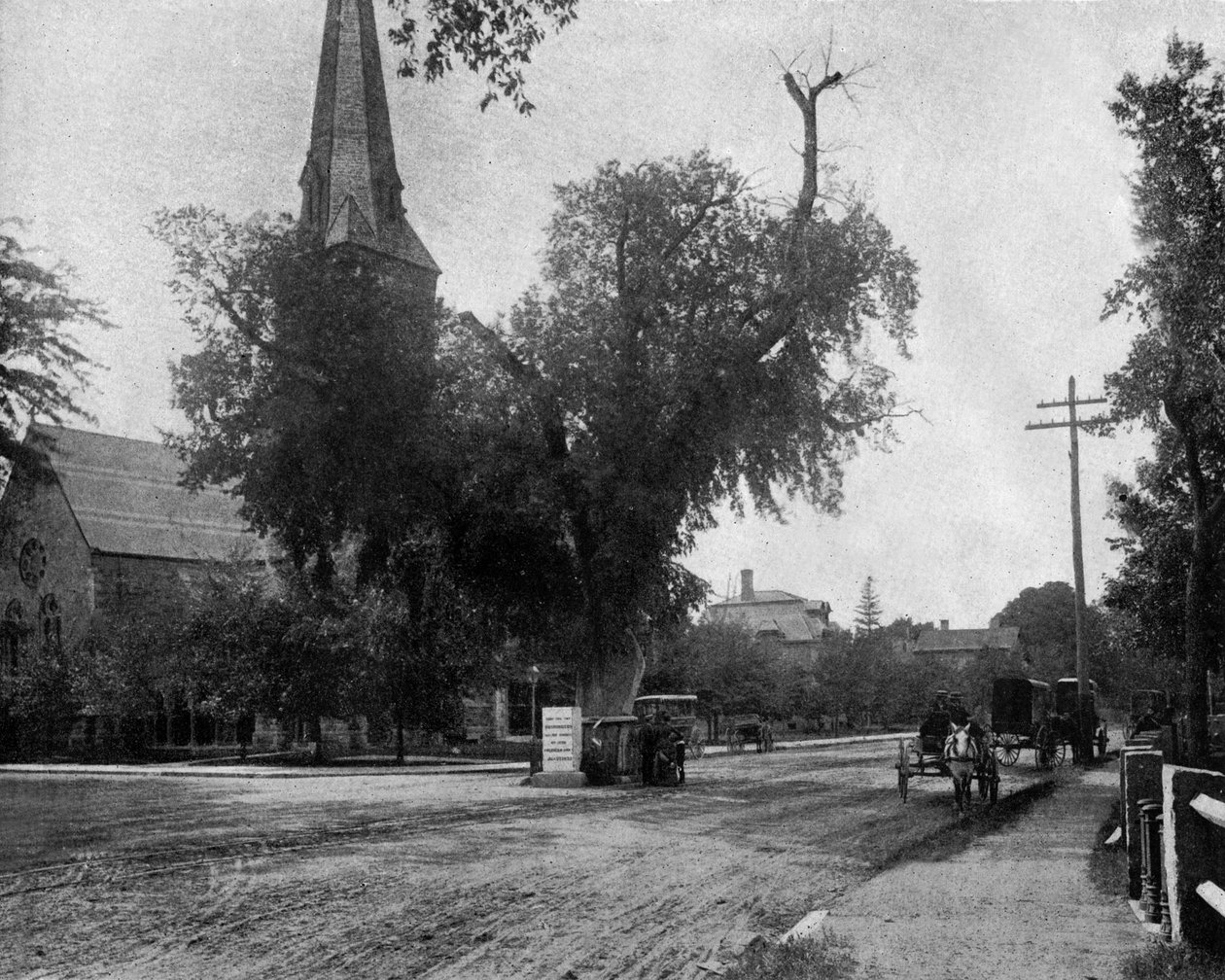 Olmo di Washington a Cambridge, Massachusetts, USA, c. 1900 da John Lawson Stoddard