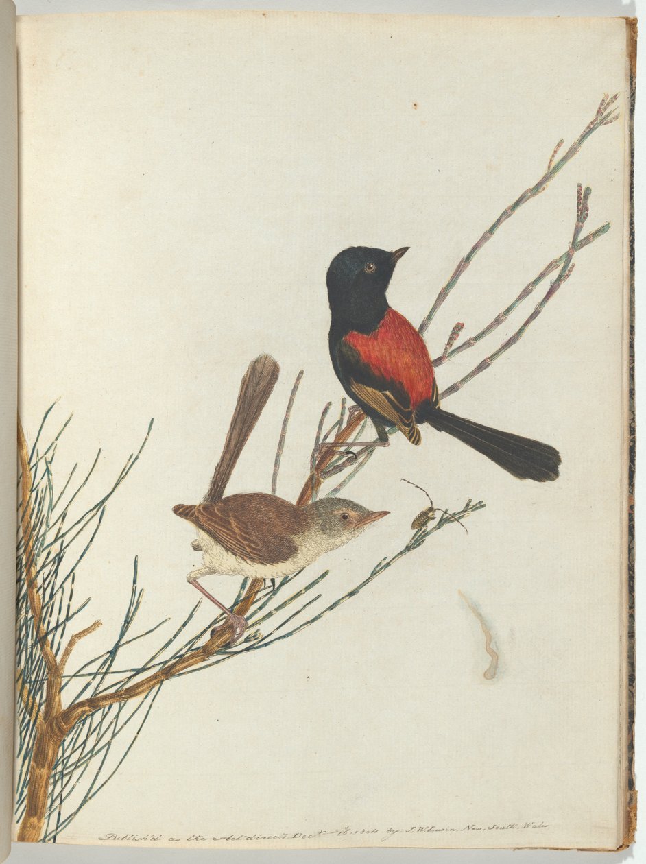 Warbler scarlatto e nero. Lewin, John. Uccelli del Nuovo Galles del Sud con la loro storia naturale. Sydney- G da John William Lewin