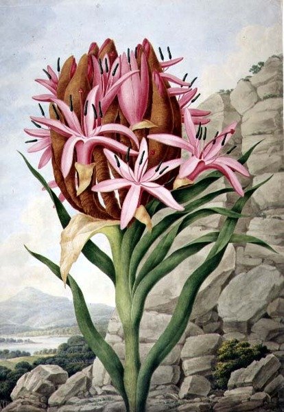 Giglio della Lancia (Doryanthes excelsa) da John Lindley