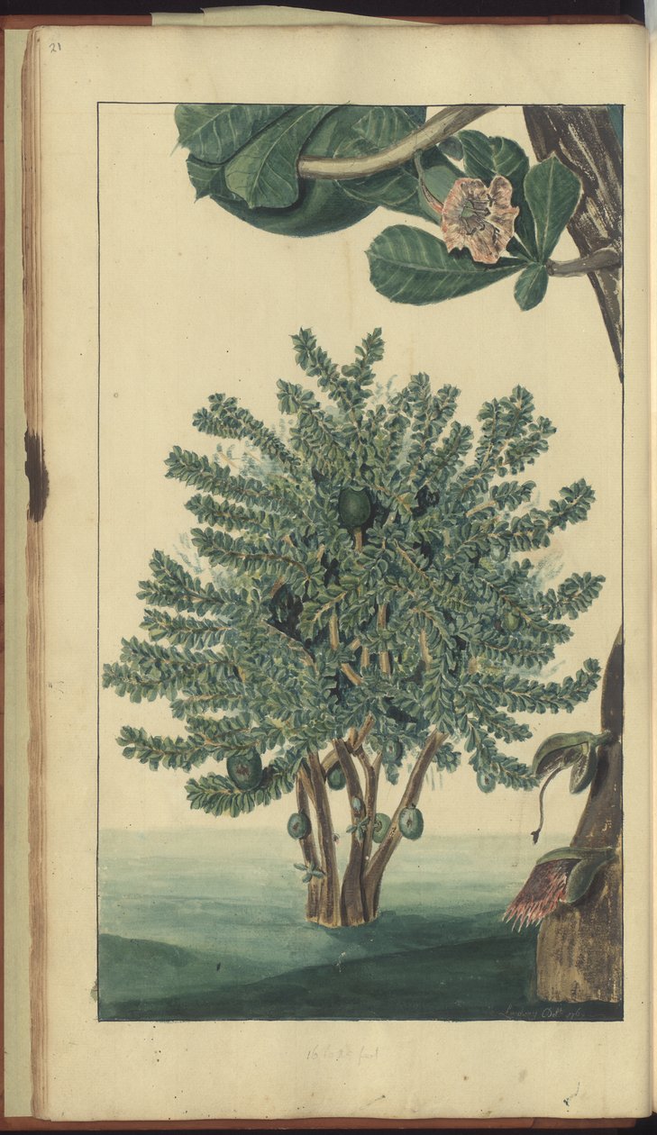 Una pagina da 