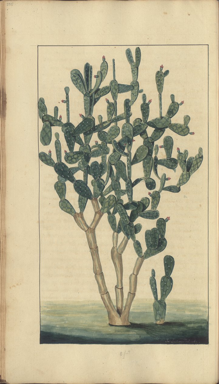 Una pagina da 