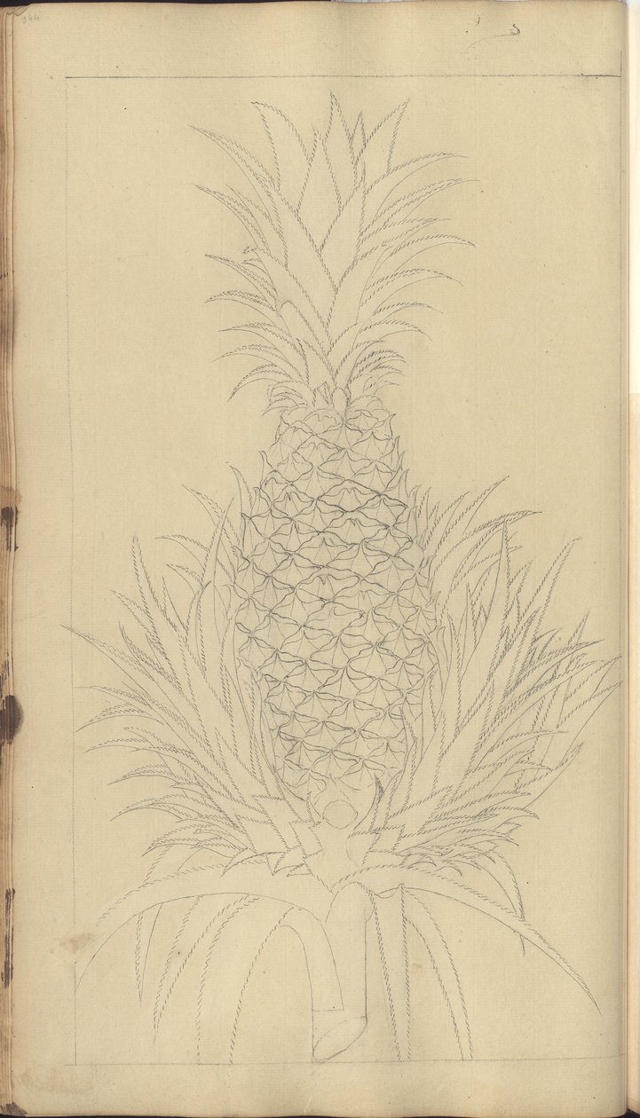 Una pagina da 
