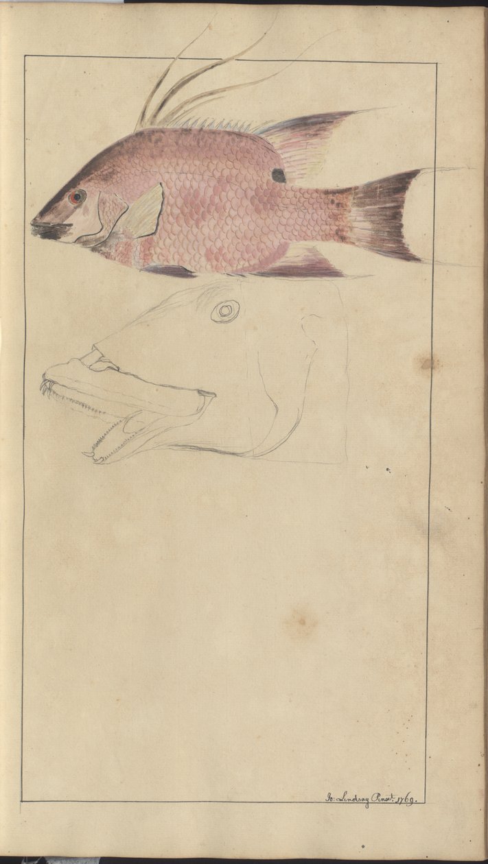 Lindsay Drawings Vol. VII da John Lindsay