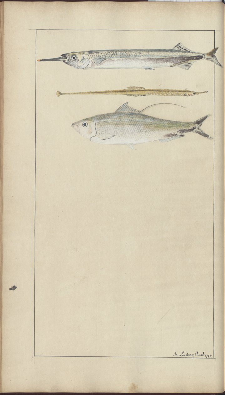 Disegni di Lindsay Vol. VII da John Lindsay