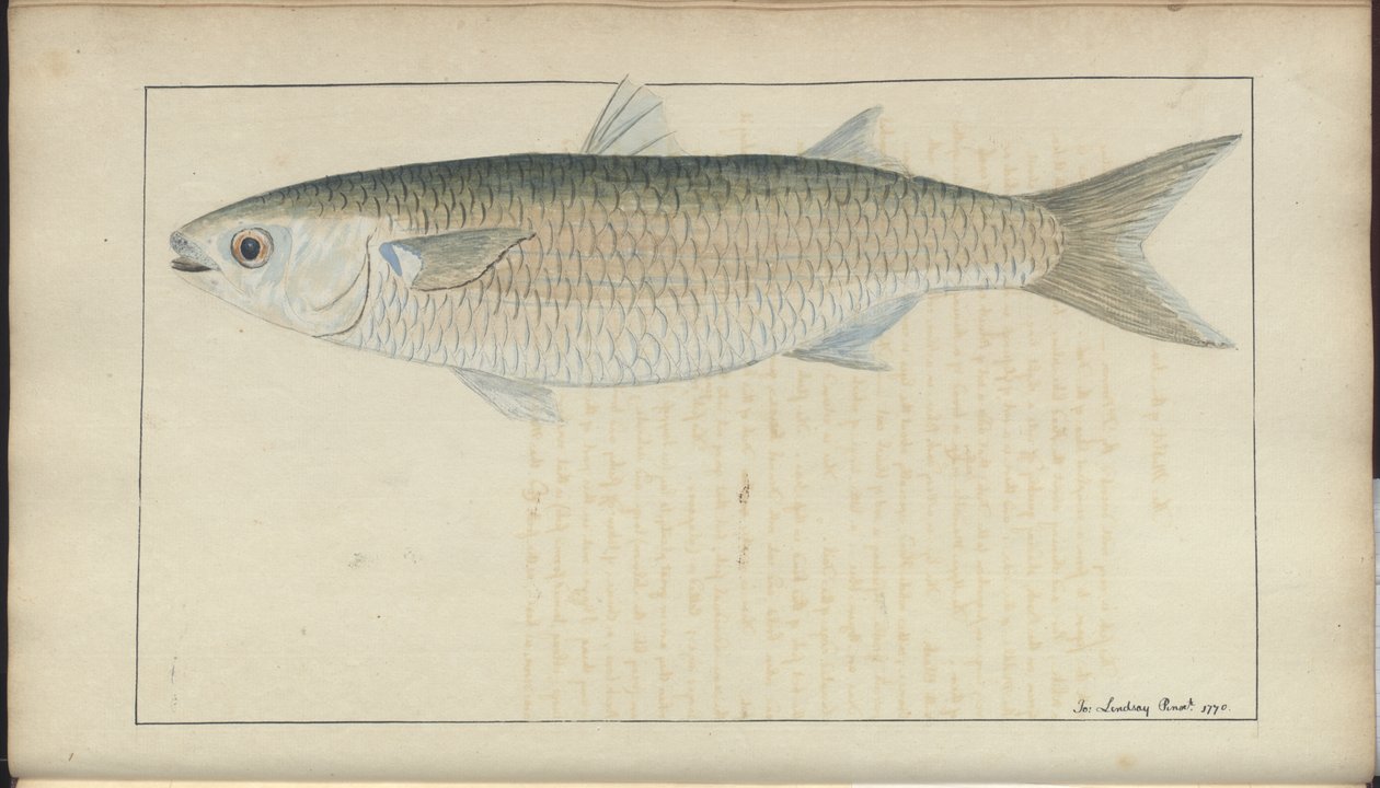 Disegni di Lindsay Vol. VII, 20 da John Lindsay