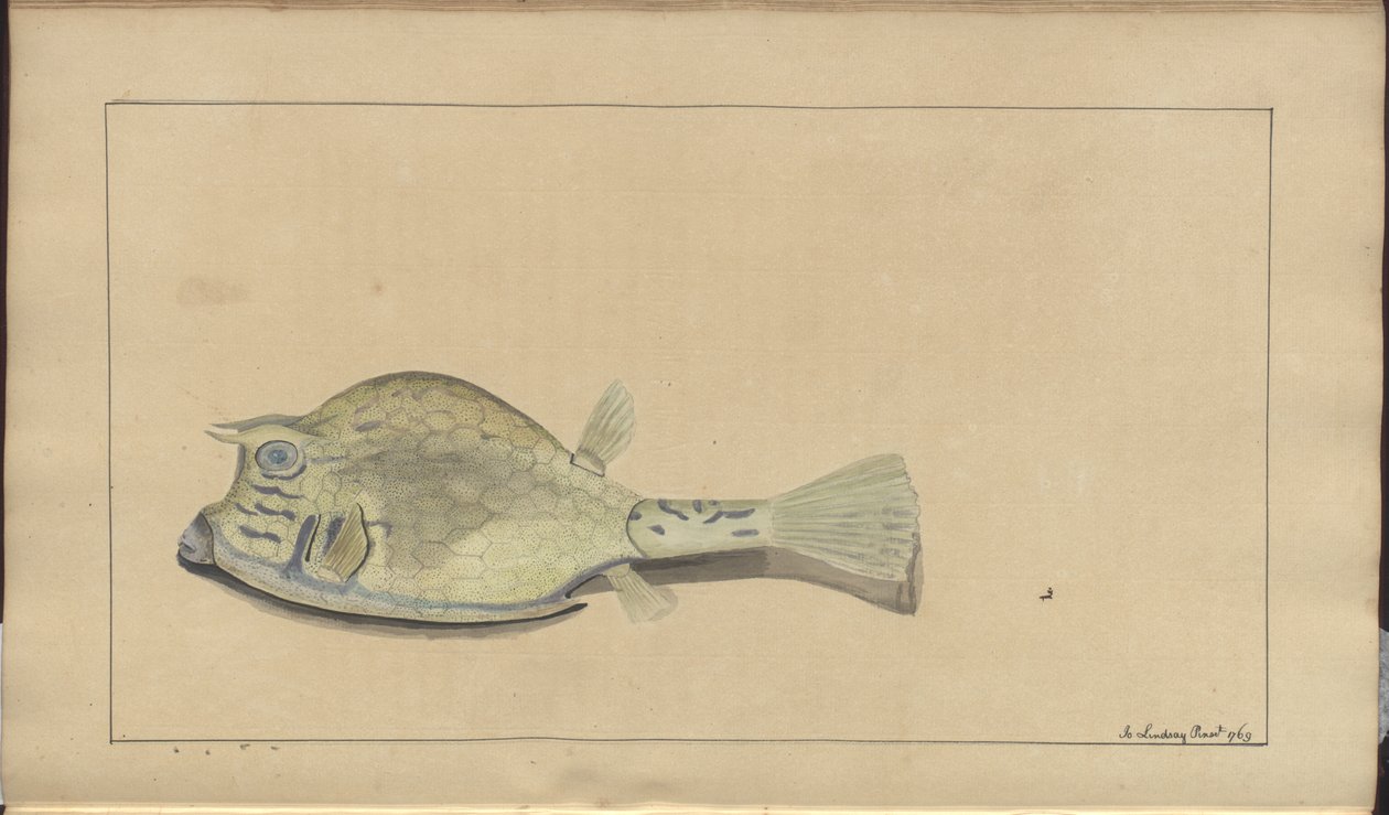 Disegni di Lindsay Vol. VII, 25 da John Lindsay