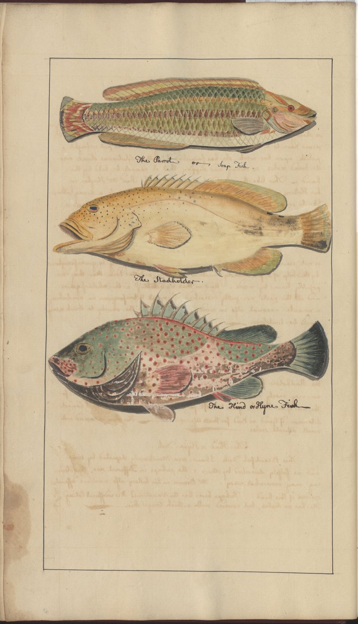 Disegni di Lindsay Vol. VII, 4 da John Lindsay