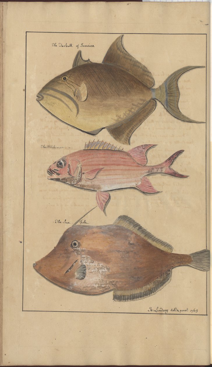Disegni di Lindsay Vol. VII, 6 da John Lindsay
